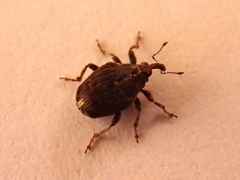 piccolissimo curculionidae - Stenocarus ruficornis